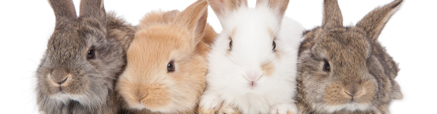 dierenkliniek en dierenarts zutphen warnsveld hengelo gelderland
