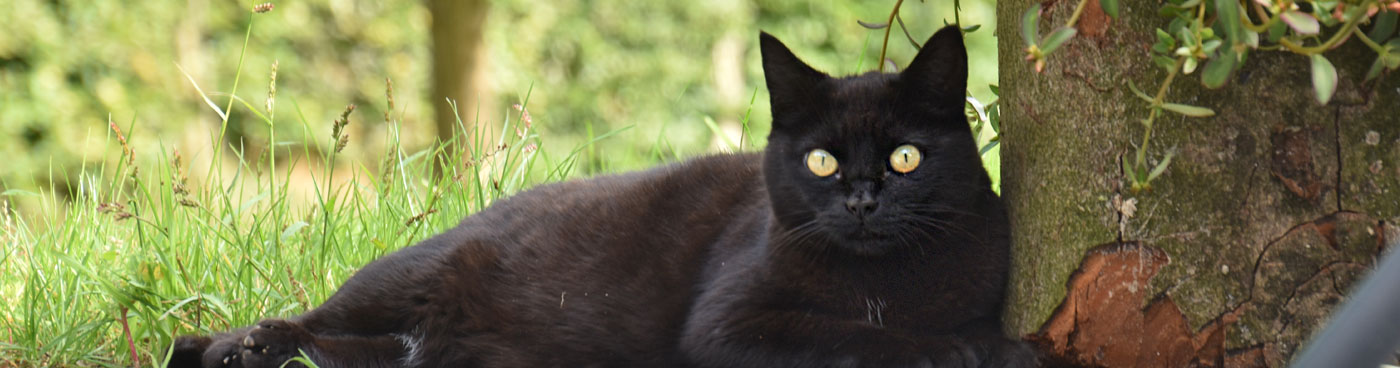 dierenkliniek en dierenarts hengelo gelderland