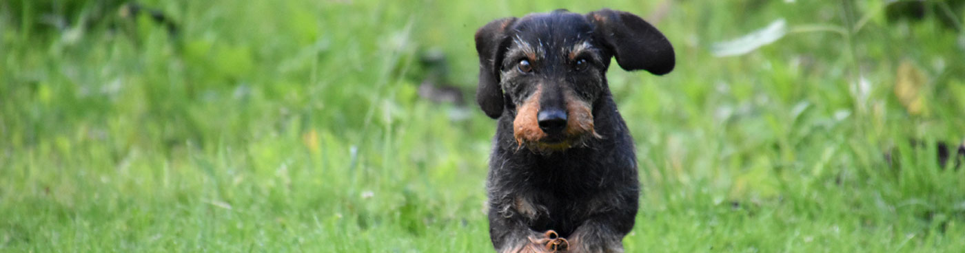 dierenkliniek en dierenarts zutphen