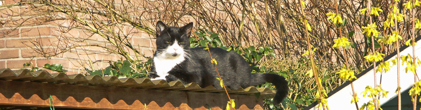 dierenkliniek en dierenarts hengelo gelderland
